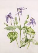 Clematis Integrifolia (Alison Cooper) - Muzeo.com