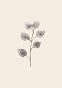 Eucalyptus Twig (1x Studio) - Muzeo.com