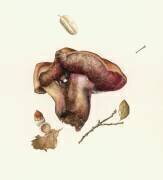 Fungus (Alison Cooper) - Muzeo.com
