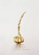 garlic (Alison Cooper) - Muzeo.com