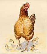 George's Hen and her Chicks (Alison Cooper) - Muzeo.com
