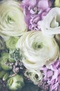 Lovely Ranunculus (Anastasia Sawall) - Muzeo.com