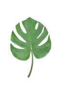 Monstera (1x Studio) - Muzeo.com