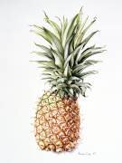 Pineapple (Alison Cooper) - Muzeo.com