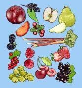 Seasonal Fruit (Claire Huntley) - Muzeo.com