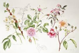 Various Roses (Alison Cooper) - Muzeo.com