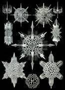 Acantharea, Radiolaria (Ernst Haeckel) - Muzeo.com