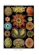 Ascidiae (Ernst Haeckel) - Muzeo.com