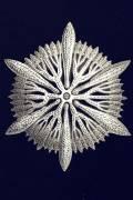 Astrocyathus paradoxus (Ernst Haeckel) - Muzeo.com