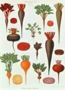 Beetroot (Ernst Benary) - Muzeo.com