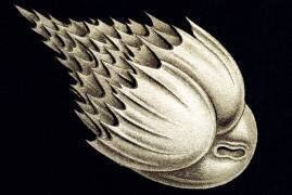 Bulimina inflata / / Seguenza (Ernst Haeckel) - Muzeo.com