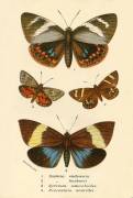 Butterflies (anonymous) - Muzeo.com
