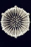 Cyathina cylindrica (Ernst Haeckel) - Muzeo.com