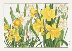 Daffodil (Tanigami Kônan) - Muzeo.com