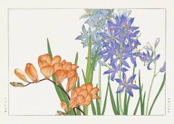 Freesia flower (Tanigami Kônan) - Muzeo.com