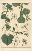 Gourd (Eugène Grasset) - Muzeo.com