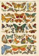 Histoire naturelle : papillons (anonymous) - Muzeo.com