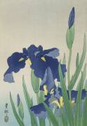 Iris (Ohara Koson) - Muzeo.com
