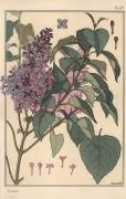 Lilac (Eugène Grasset) - Muzeo.com