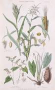Millet (W. Fitch) - Muzeo.com