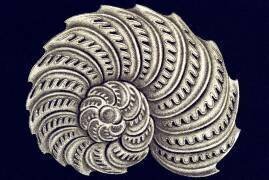 Olystomella venusta (Ernst Haeckel) - Muzeo.com