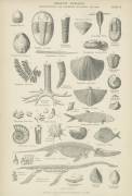 Organic remains (anonymous) - Muzeo.com