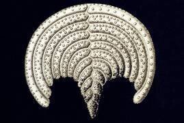 Pavonina flabelliformis (Ernst Haeckel) - Muzeo.com