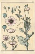 Poppy (Eugène Grasset) - Muzeo.com