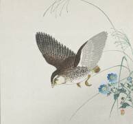 Quail in Flight (Ohara Koson) - Muzeo.com