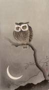 Scops owl on a branch with crescent moon (Ohara Koson) - Muzeo.com