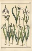 Snowdrop (Eugène Grasset) - Muzeo.com