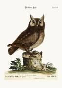 The little Owl (Mark Catesby) - Muzeo.com