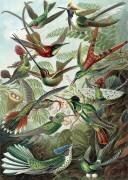Trochilidae, Hummingbirds (Ernst Haeckel) - Muzeo.com
