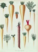 Turnips (Ernst Benary) - Muzeo.com