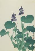 Water Hollyhock (Ohara Koson) - Muzeo.com